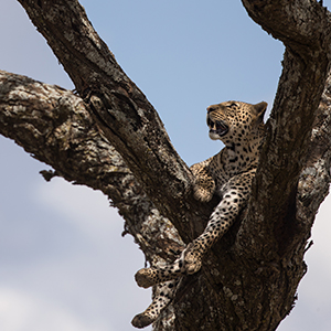 Top 10 family wildlife holidays