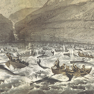 Whaling in the Faroe Islands