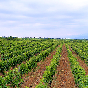 Georgia wine tasting holidays