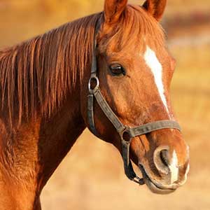 Responsible tourism on horse riding holidays