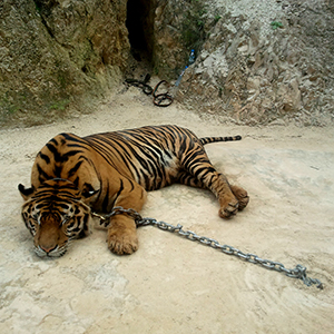 Responsible tourism in Southeast Asia