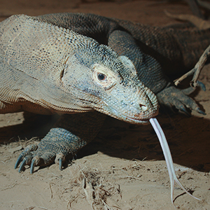 Komodo dragon tours in Indonesia