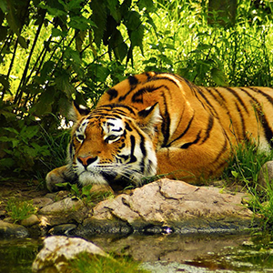 Wildlife in Nepal