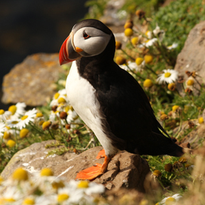 When to go small ship cruising in Scotland