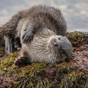 Top 10 wildlife holidays in Scotland