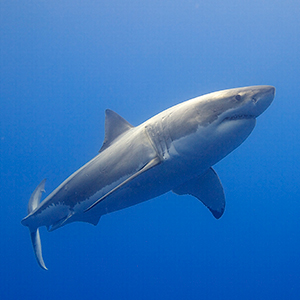 Great white shark conservation in South Africa