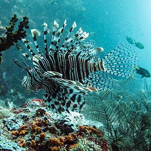 Where to go on a snorkel safari