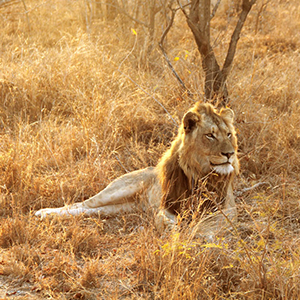 Best Time To Visit South Africa Helping Dreamers Do - 