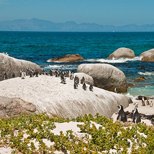 Wildlife in South Africa
