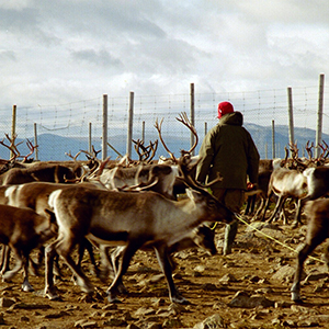 Responsible tourism in Sweden