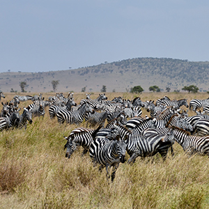 Safaris in Tanzania