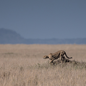 The Serengeti National Park, Tanzania