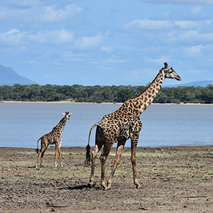 Things to see & do in Selous Game Reserve