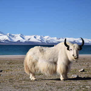 Best time to visit Tibet