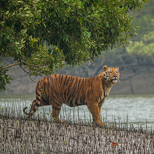 West Bengal travel guide