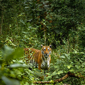 Best time to visit Western Ghats