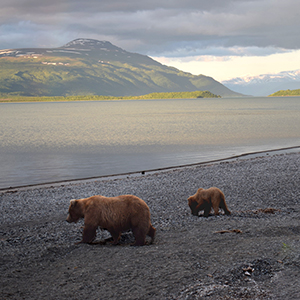Bear photography holidays