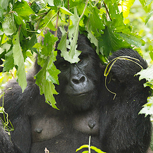 Gorilla photography holidays