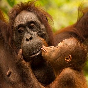 Orangutan photography holidays in Borneo