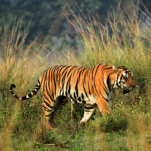 Wildlife photography travel guide
