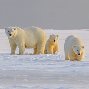 Top 10 alternative winter activity holidays