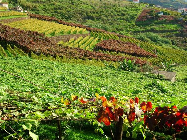 Madeira walking holiday, self guided
