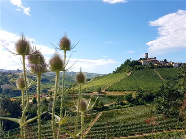 Piedmont walking holiday, Vineyards of Barolo