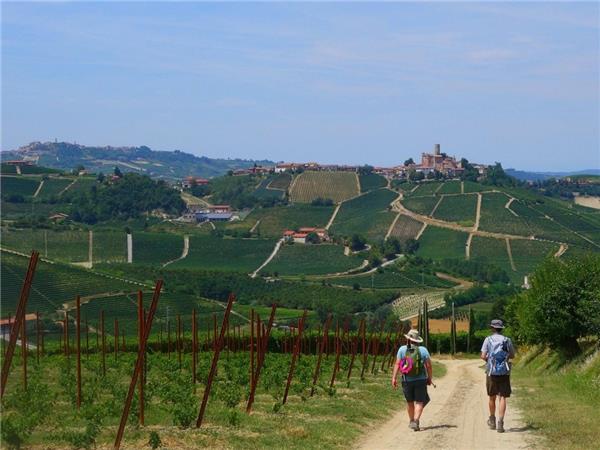 Piedmont walking holiday, Vineyards of Barolo