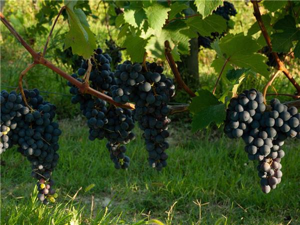 Piedmont walking holiday, Vineyards of Barolo