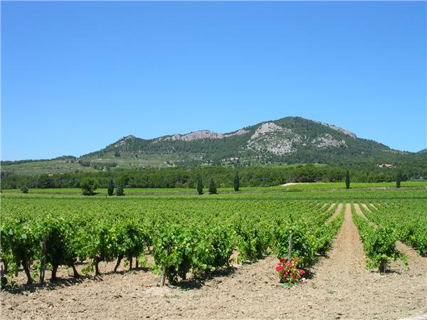 France cycling tour in Provence, Vaucluse Vineyards