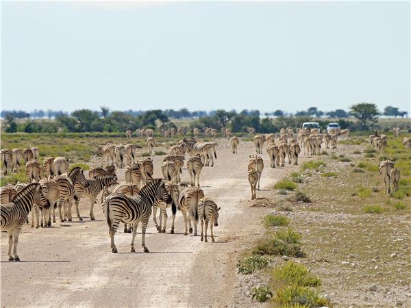 Namibia guided lodge safari