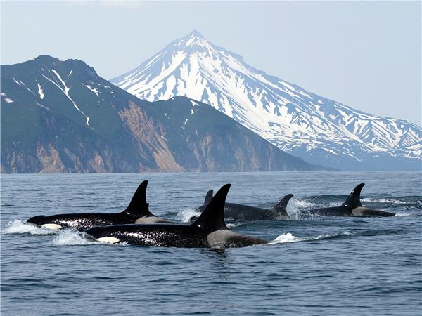 British Columbia wildlife holiday, whales and bears