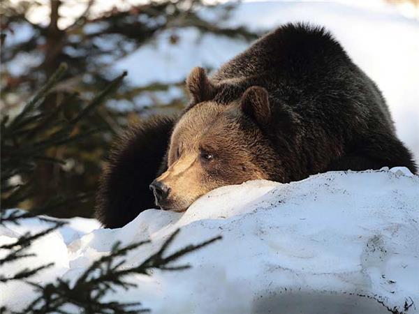 Transylvania winter walking & snowshoeing holiday