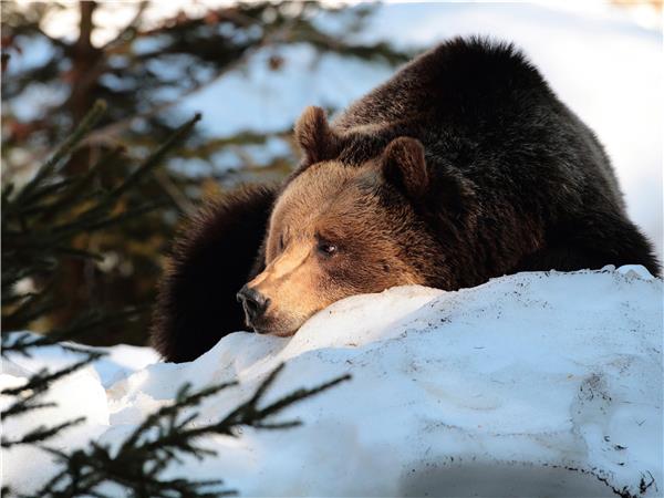 Transylvania winter walking & snowshoeing holiday