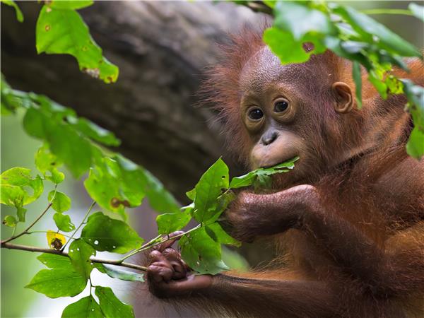 Borneo wildlife holiday