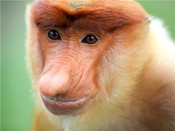 Borneo wildlife holiday