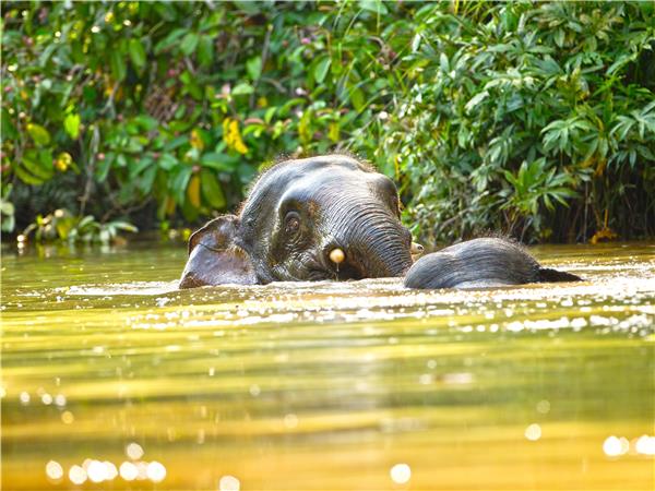 Borneo wildlife holiday
