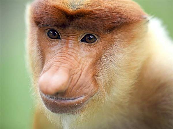Borneo wildlife holiday