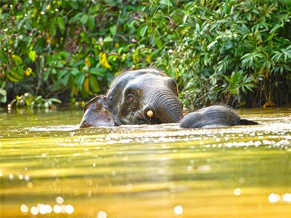 Borneo wildlife holiday