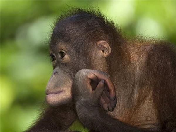Borneo wildlife holiday