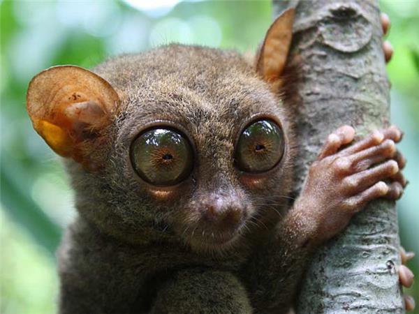 Borneo wildlife holiday