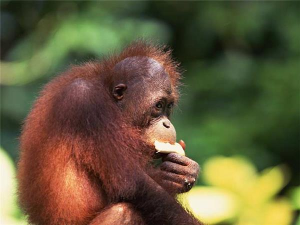 Borneo wildlife holiday
