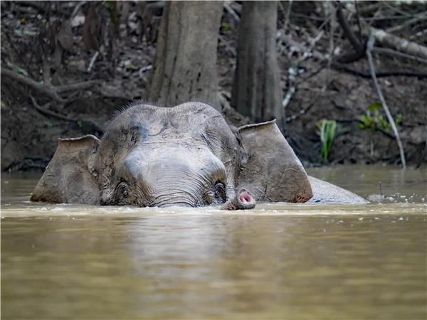 Borneo wildlife holiday