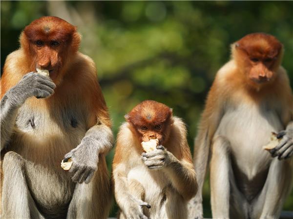 Borneo wildlife holiday