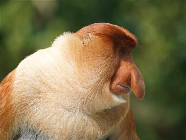 Borneo wildlife holiday