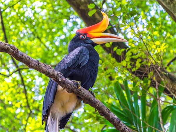 Borneo wildlife holiday