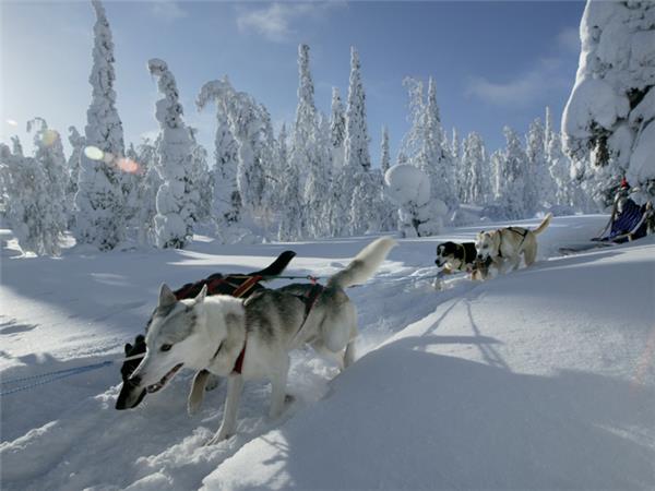 Finnish family winter adventure holiday