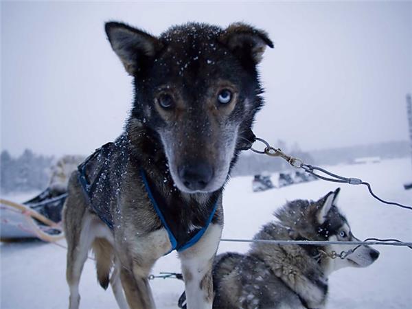 Finnish family winter adventure holiday