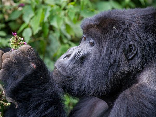 Rwanda, Uganda and Kenya camping safari, gorillas & the Mara