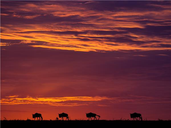 Rwanda, Uganda and Kenya camping safari, gorillas & the Mara